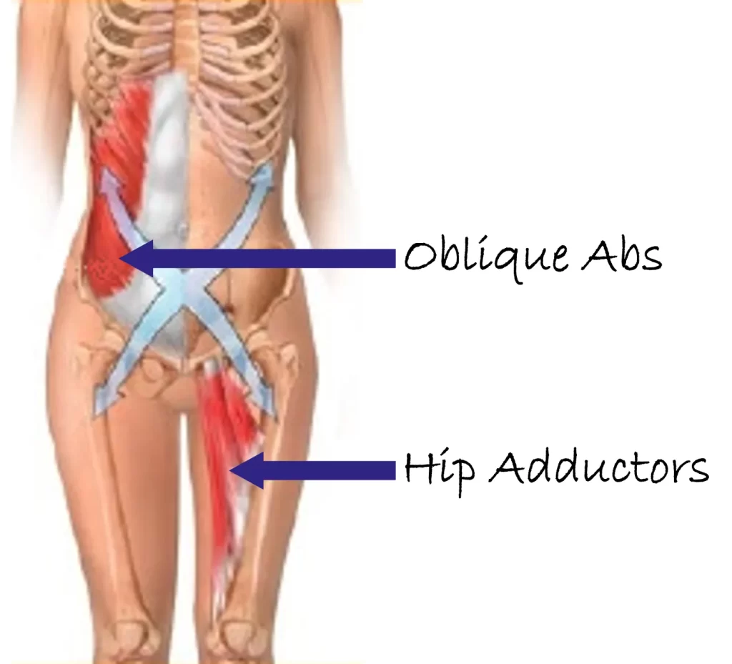 Anterior Core Muscles
